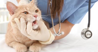 Vets identify gene responsible for feline tooth resorption